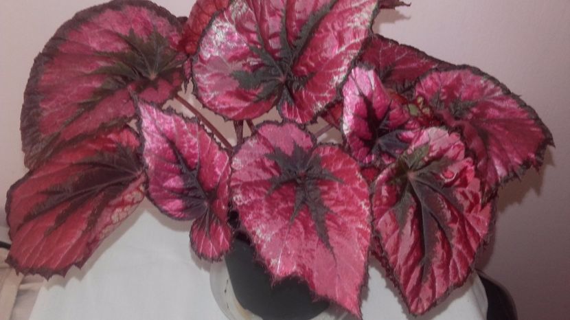 Begonia_Red_Kiss[1] - Begoniile mele Rex