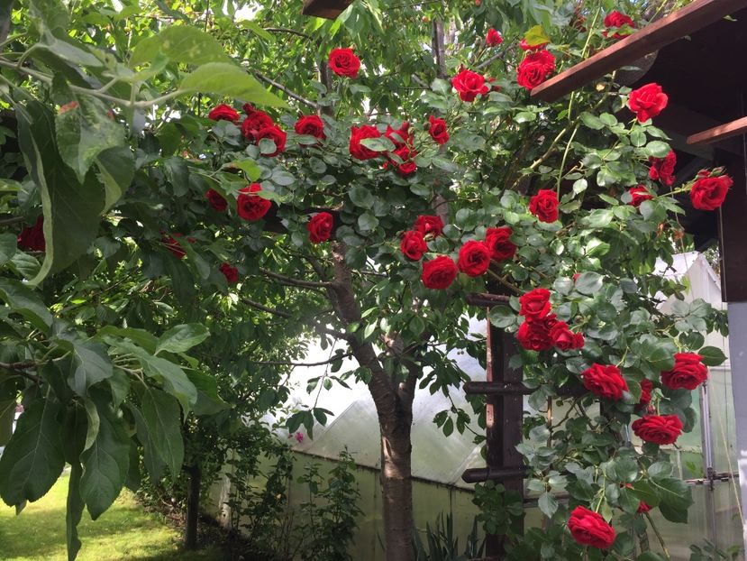 27.05.2017 - Proiect nou 2017 COLIVIA ANDRUTEI