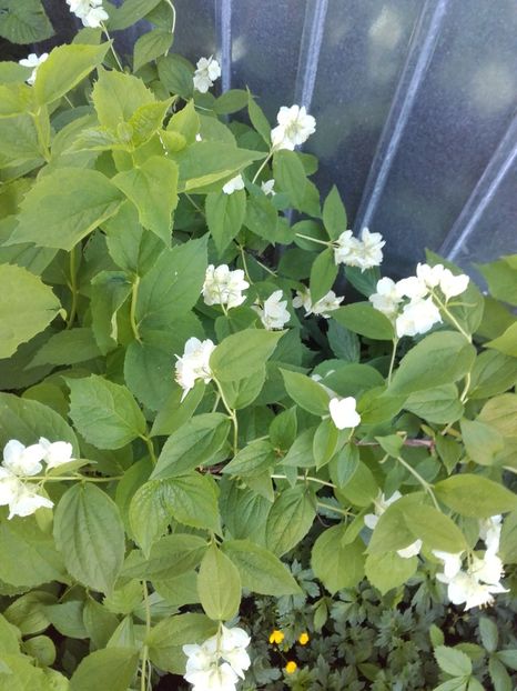  - Flori de gradina 2017