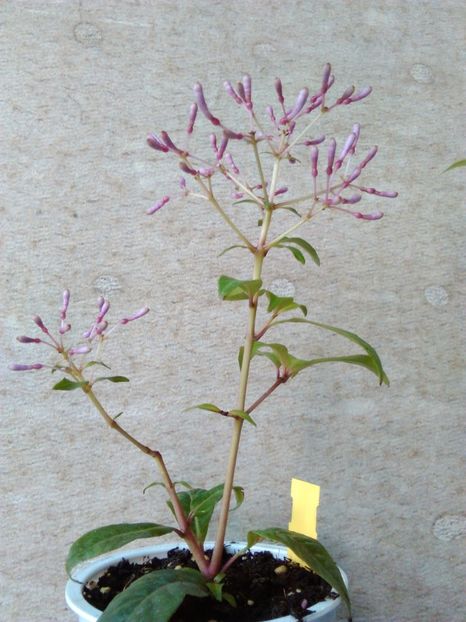 Fuchsia paniculata - Comanda muscate si fuchsii Olanda 2017
