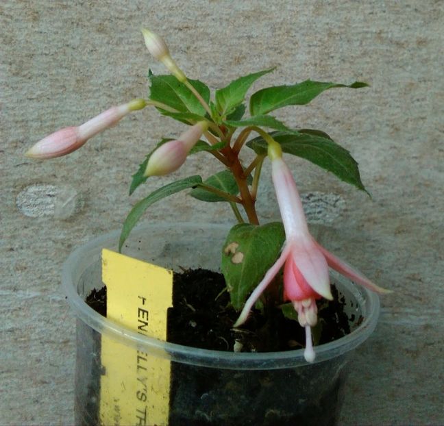  - Comanda muscate si fuchsii Olanda 2017