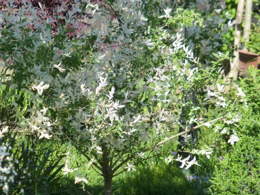 P1100169 - 01 Gradina