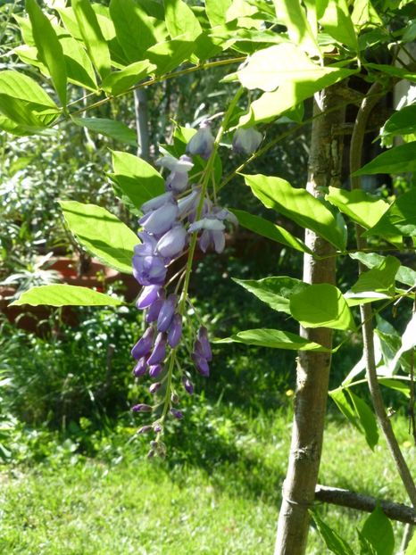 P1100177 - 01 Gradina