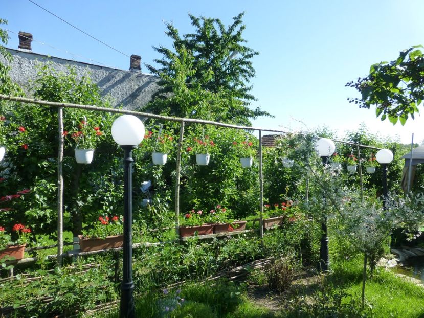 P1100194 - 01 Gradina