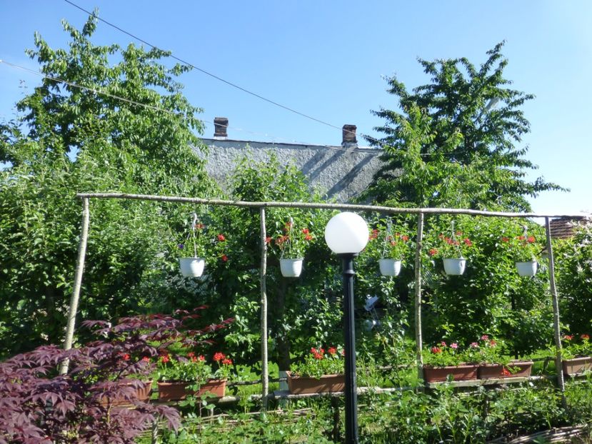 P1100196 - 01 Gradina