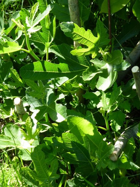 P1100198 - 01 Gradina