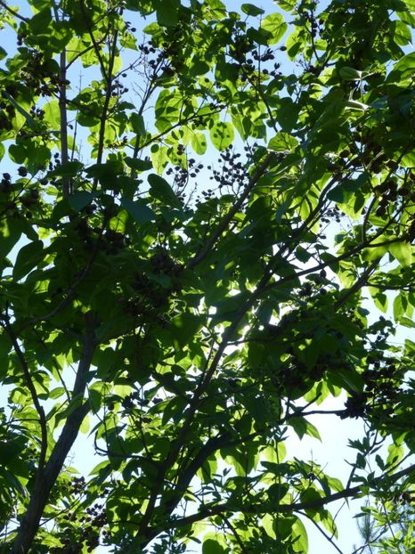 P1100200 - 01 Gradina