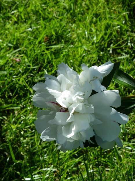 P1100202 - 01 Gradina