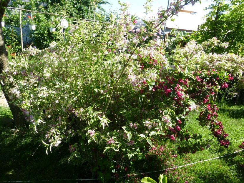 P1100203 - 01 Gradina