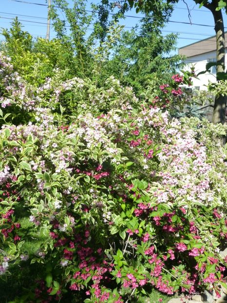 P1100209 - 01 Gradina