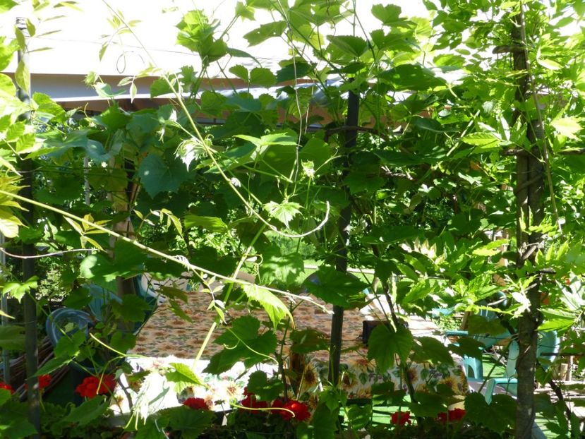 P1100211 - 01 Gradina