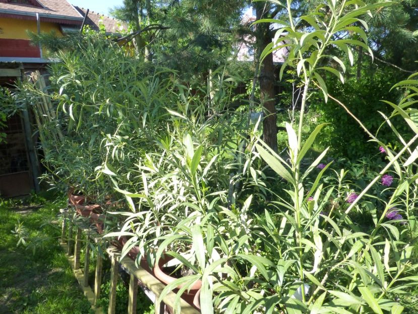 P1100214 - 01 Gradina