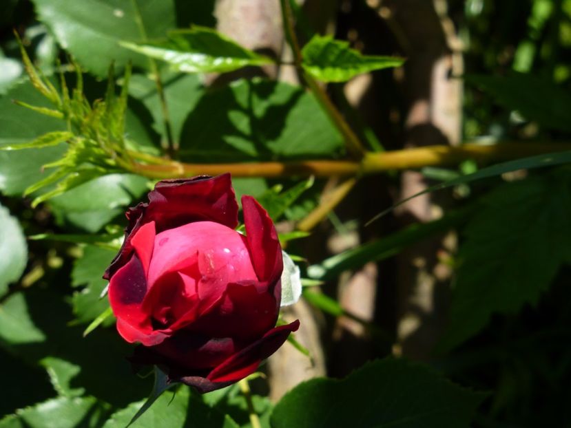 P1100187 - 03 Primii trandafiri