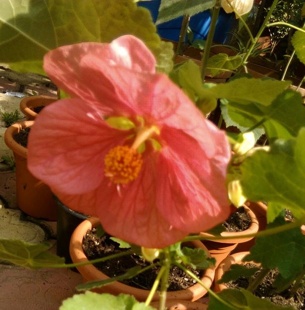  - colecția mea de abutiloni din seminte