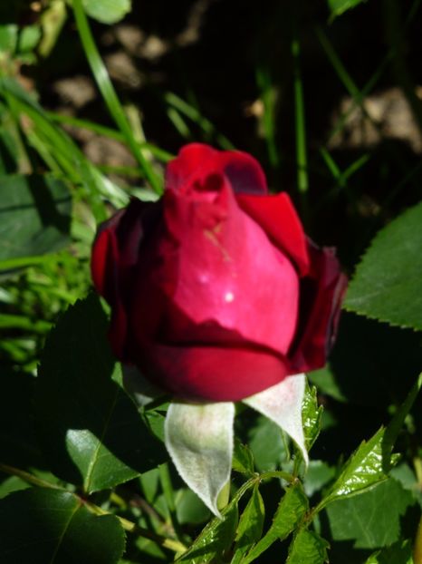 P1100188 - 03 Primii trandafiri