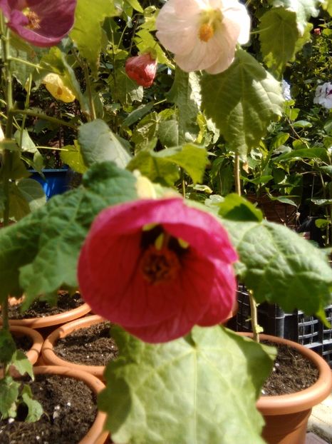  - colecția mea de abutiloni din seminte