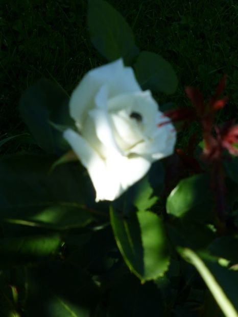 P1100236 - 03 Primii trandafiri