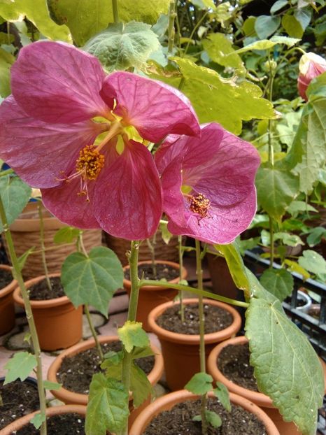  - colecția mea de abutiloni din seminte