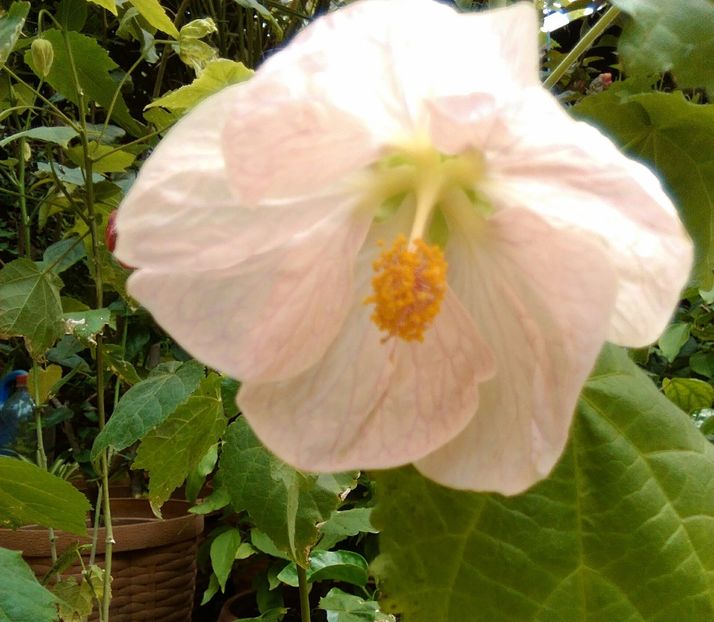  - colecția mea de abutiloni din seminte