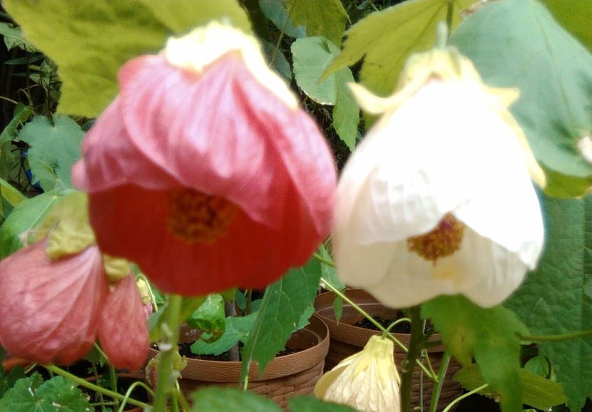  - colecția mea de abutiloni din seminte