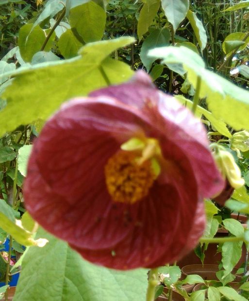  - colecția mea de abutiloni din seminte