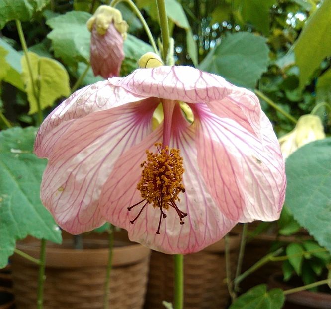  - colecția mea de abutiloni din seminte