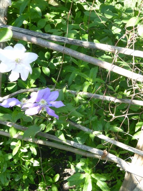 P1100223 - 05 Clematite