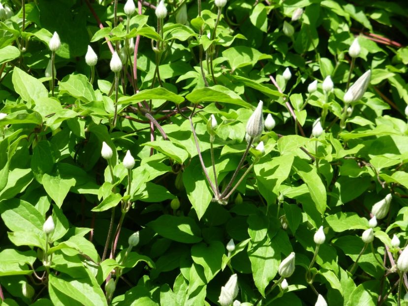 P1100226 - 05 Clematite