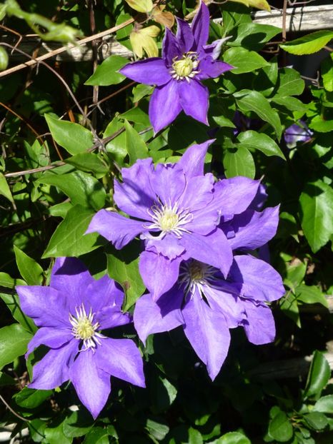 P1100250 - 05 Clematite