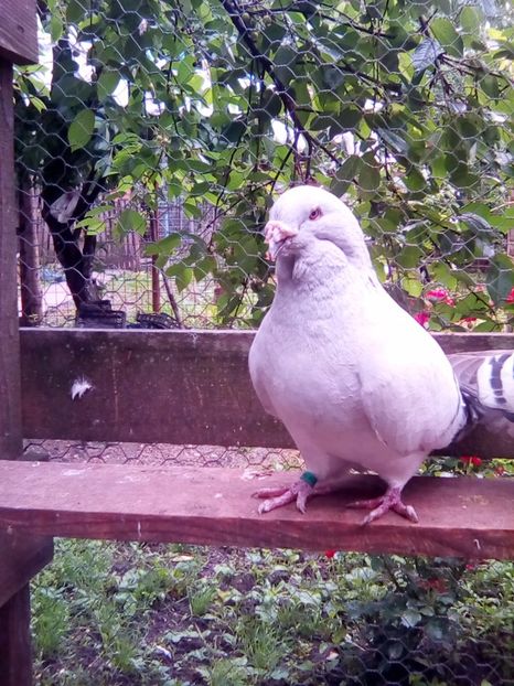 Mascul 2010 - matca-albastri-guti