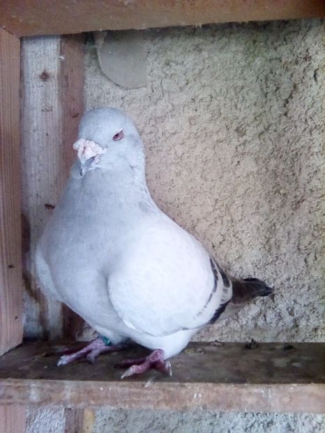  - matca-albastri-guti