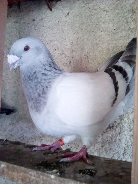 Mascul 2016 - matca-albastri-guti