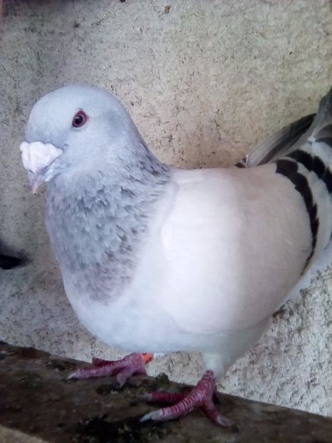  - matca-albastri-guti