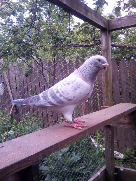 Mascul 2013 - matca-albastri-guti