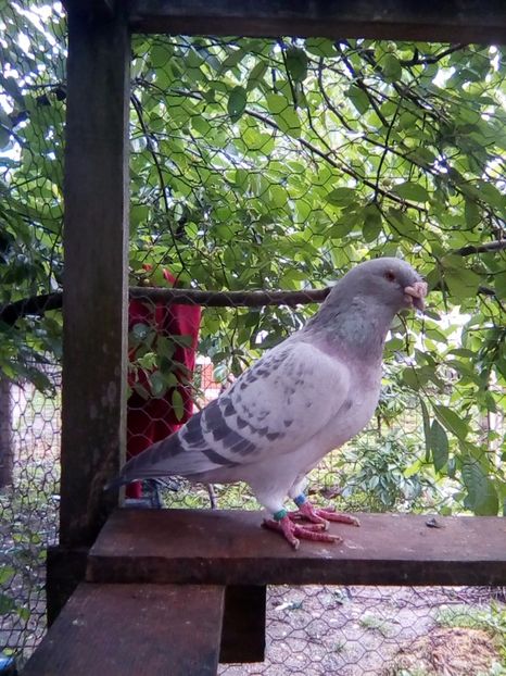  - matca-albastri-guti