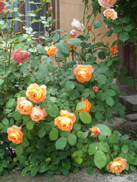  - Lady Emma Hamilton