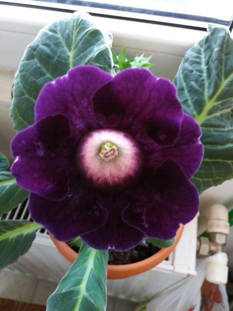 Violacea - Gloxinii 2017