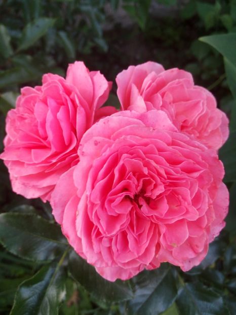 F1-ziua 3 - Floribunda somon - No name