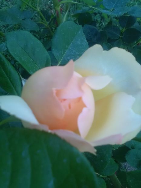  - Wollerton old hall