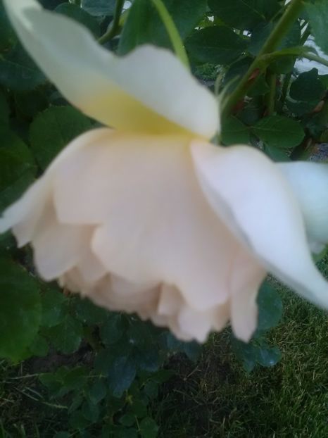  - Wollerton old hall