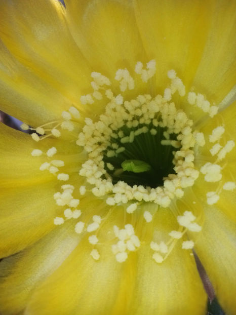 Lobivia-densispina1 - 2017