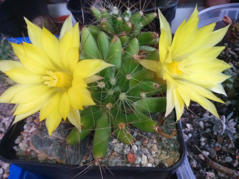 Mammillaria-longimamma - 2017