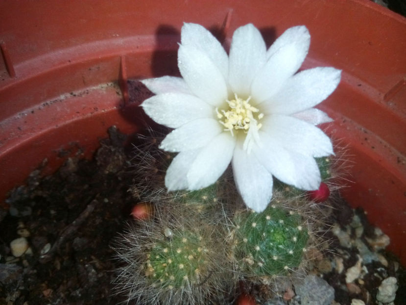 Rebutia-albiflora - 2017