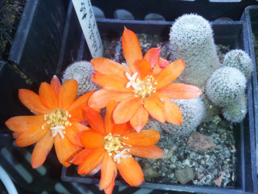 Rebutia-cv.Lime-&-Orange - 2017
