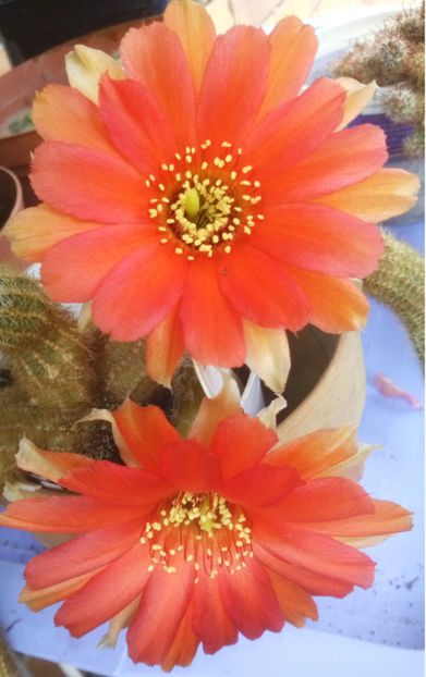 Chamaecereus-hb.131-1 - 2017