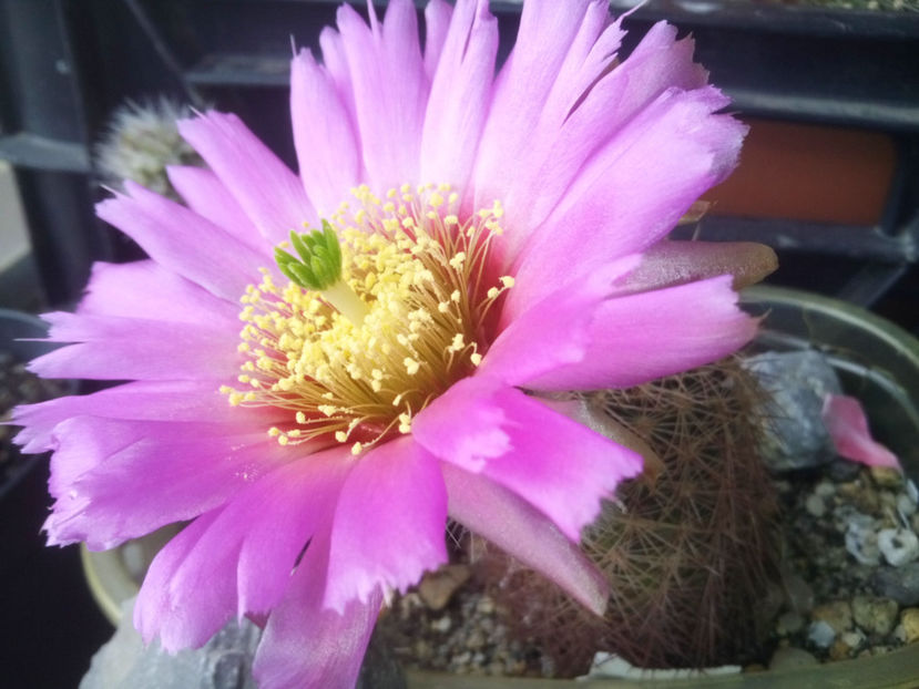 Echinocereus fendleri - 2017