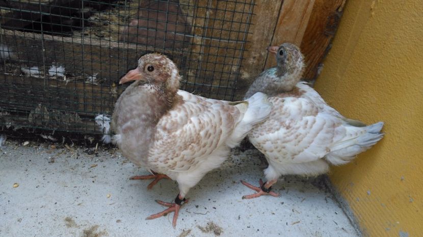 2017 - seraia 2 - PERECHEA 05_- Pestrit si fem Neagra