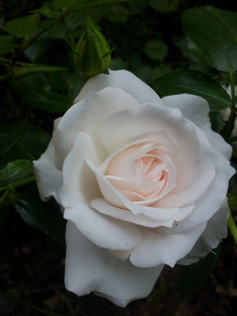  - Aspirin Rose
