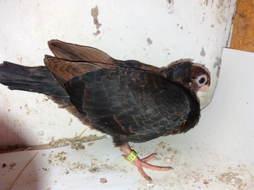  - Evoluția unei culori deosebite