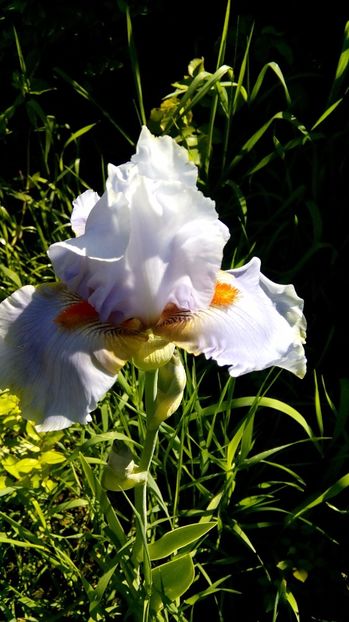  - Iris intermediar